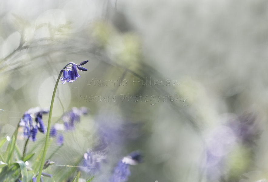 Bluebells and Brambles