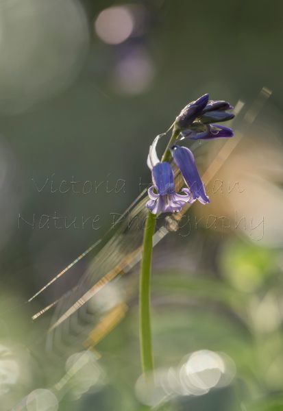 Bluebells and spider webs