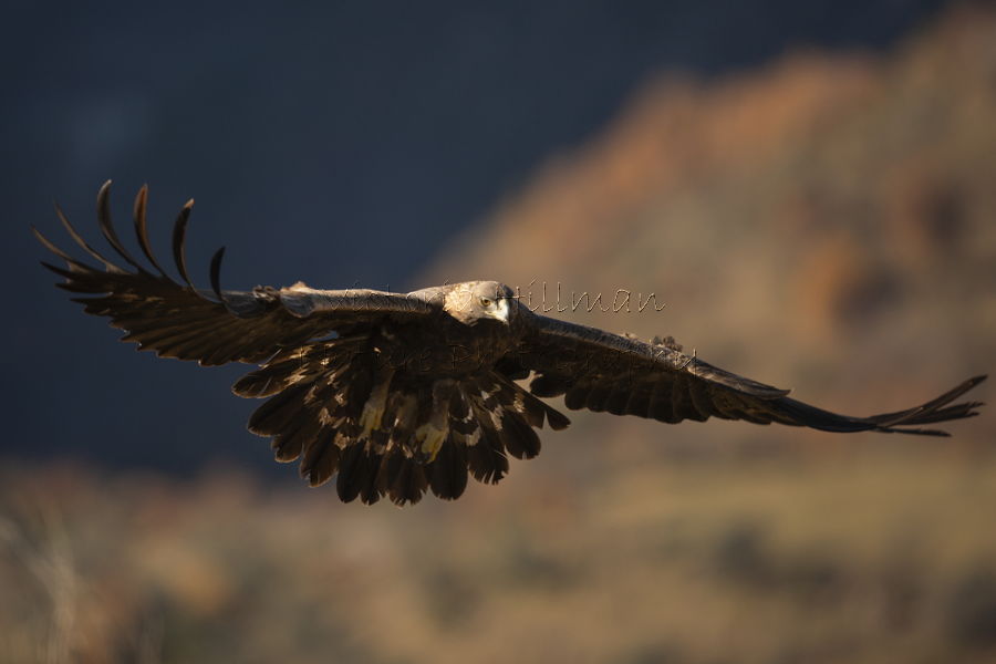 Coming In to land