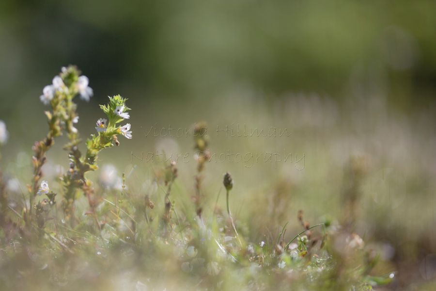 Carpet of Eyebright