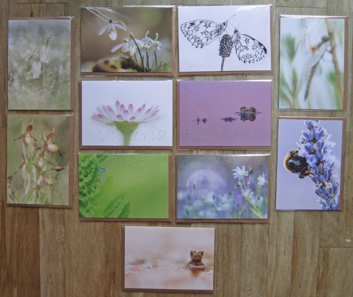 Forgotten Little Creatures Card Collection