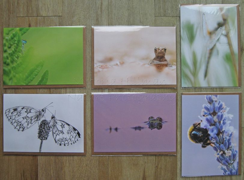 Forgotten little Creatures Wildlife Cards