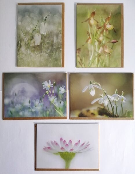 Forgotten Little Creatures Wildflowers