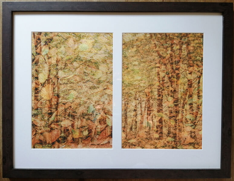 Woodland Creations
