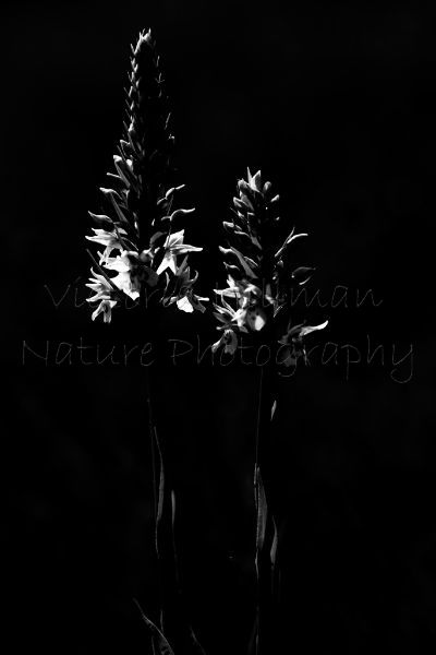 Lights In The Dark