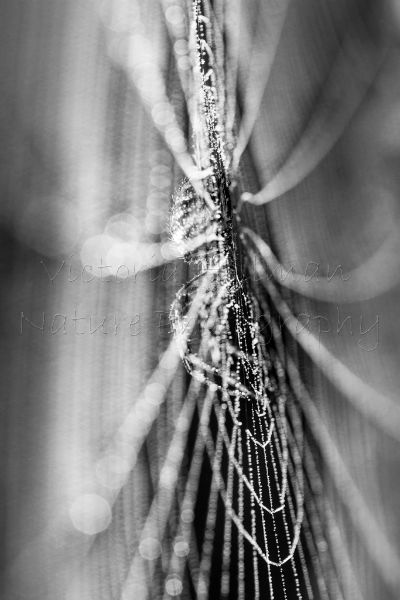 Looking Through The Web