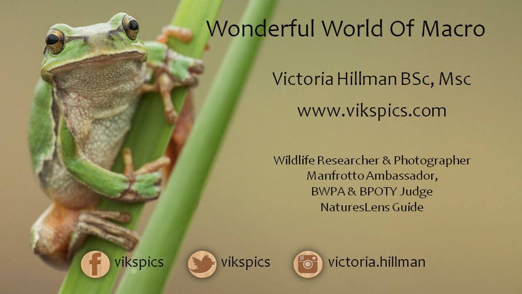 Wonderful World Of Macro