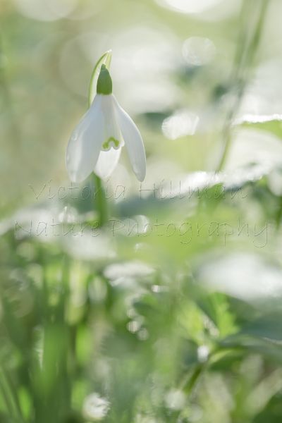 One Little Snowdrop