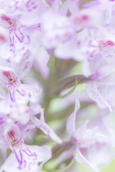 Painted Orchid