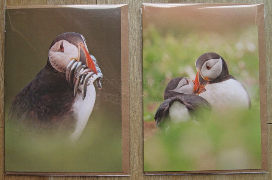 Puffin Cards