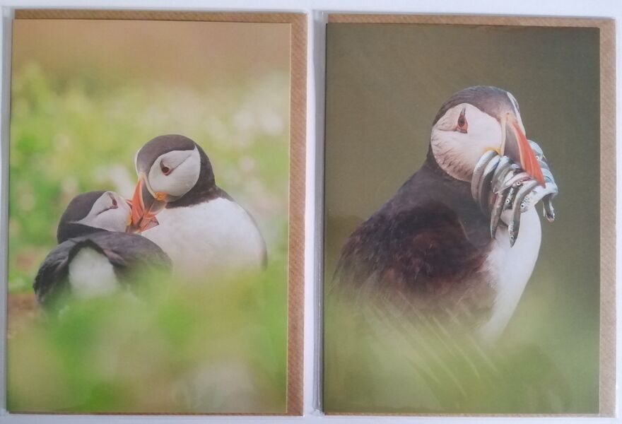 Puffin Cards