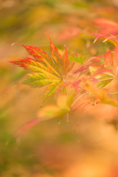Range Of Colours