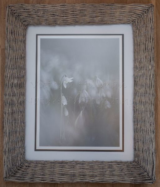 Snowdrop Dreams