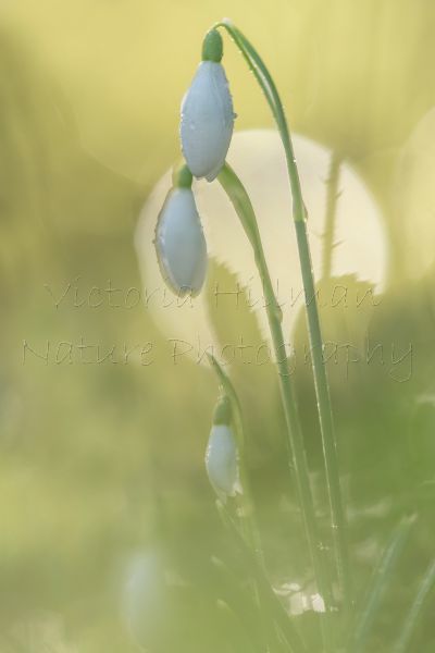 Snowdrop morning