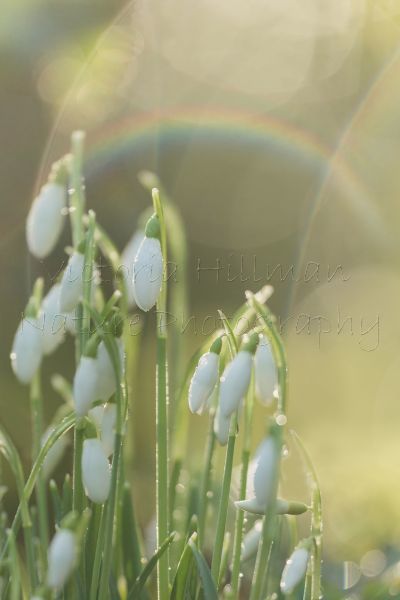 Snowdrops and Rainbows