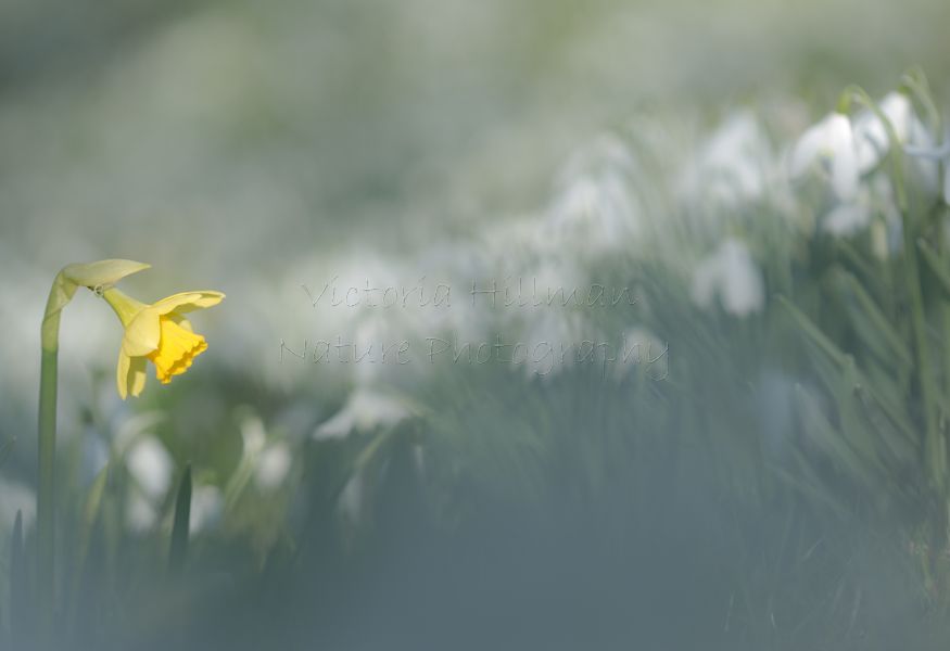 The Daffodil In The Snowdrops