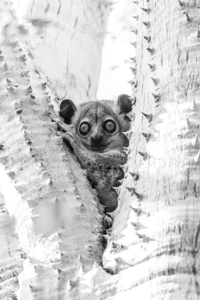 Thorns and Eyes