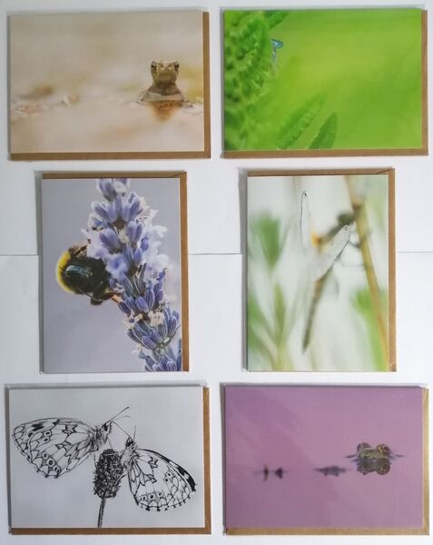 Forgotten little Creatures Wildlife Cards