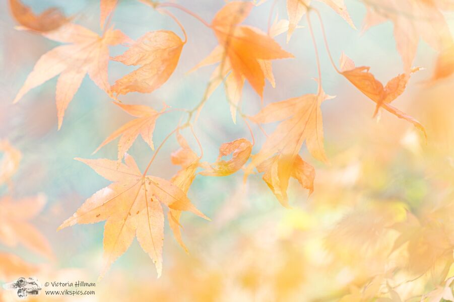Golden Leaves