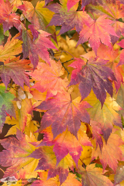 Rainbow Leaves