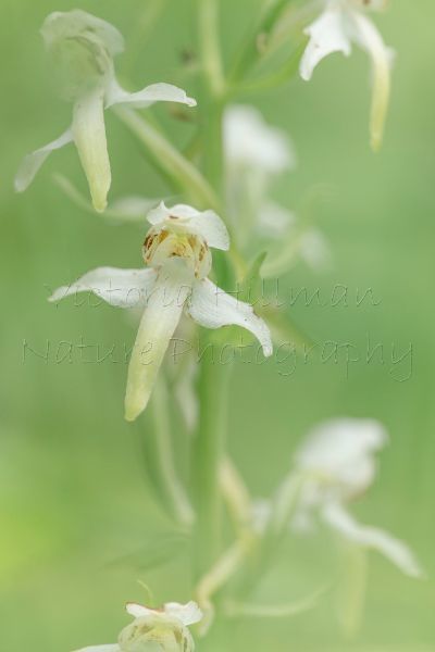 White and Green