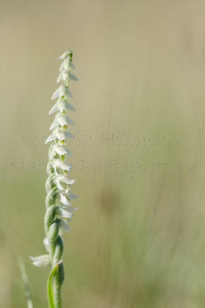 Spiral Flowering