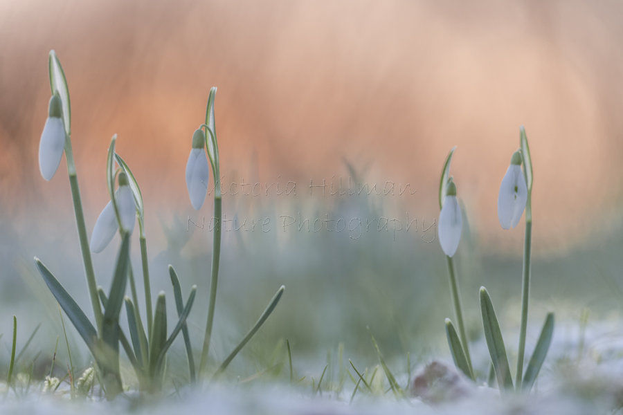 Winter Sunrise Snowdrops