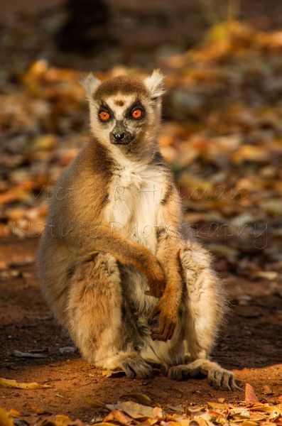 Fire Eyes - Ring-Tailed Lemur (Lemur catta)