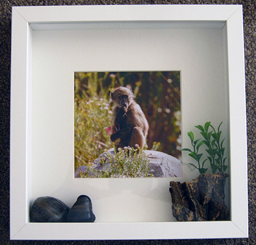 Baby Baboon