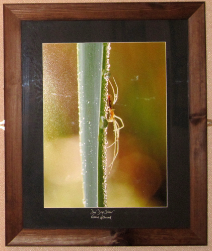 Dew Drop Spider