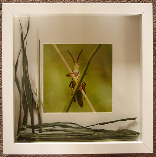 Grasshopper