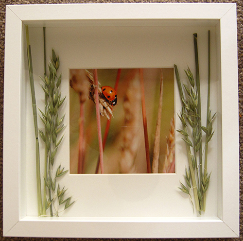 Ladybird
