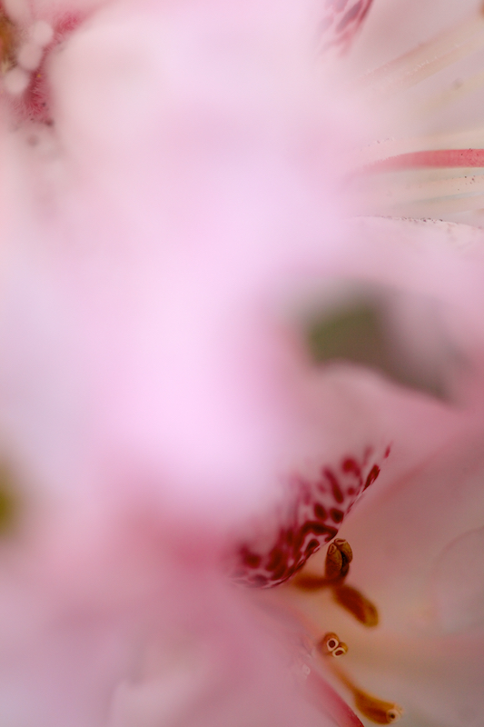 rhododendron explosion