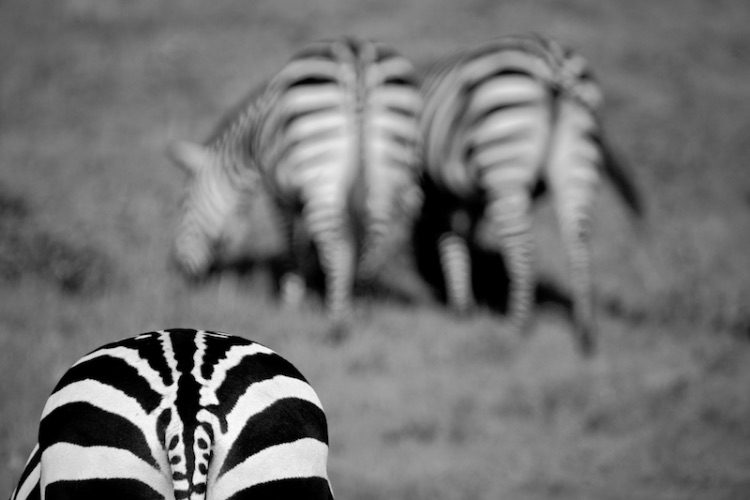 behind burchells zebra