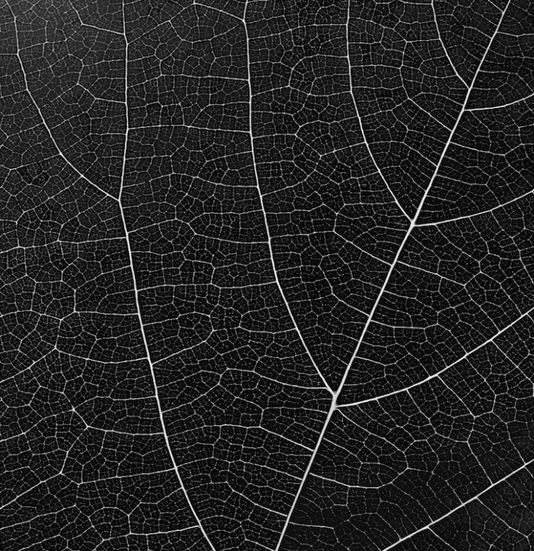leaf abstract