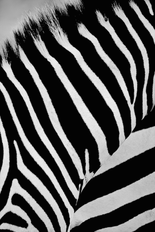 zebra abstract