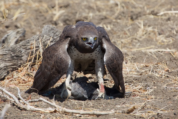 martial eagle
