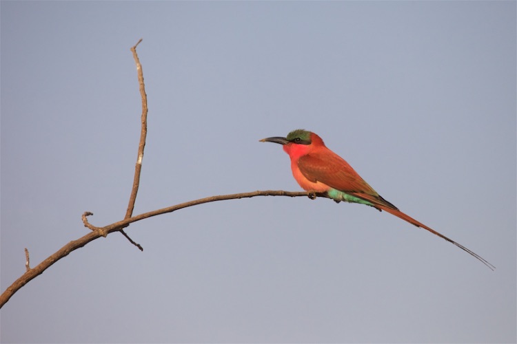 carmine bee eater