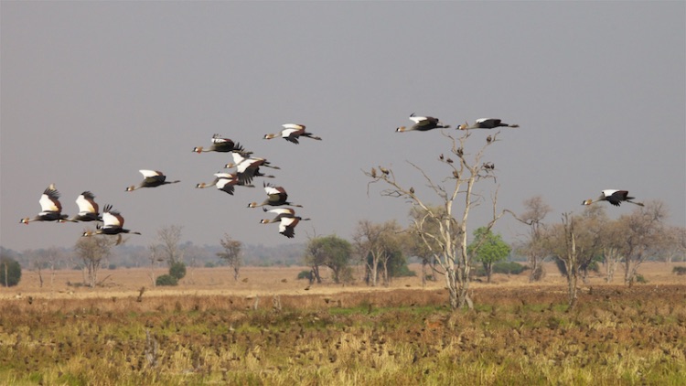 crowned cranes