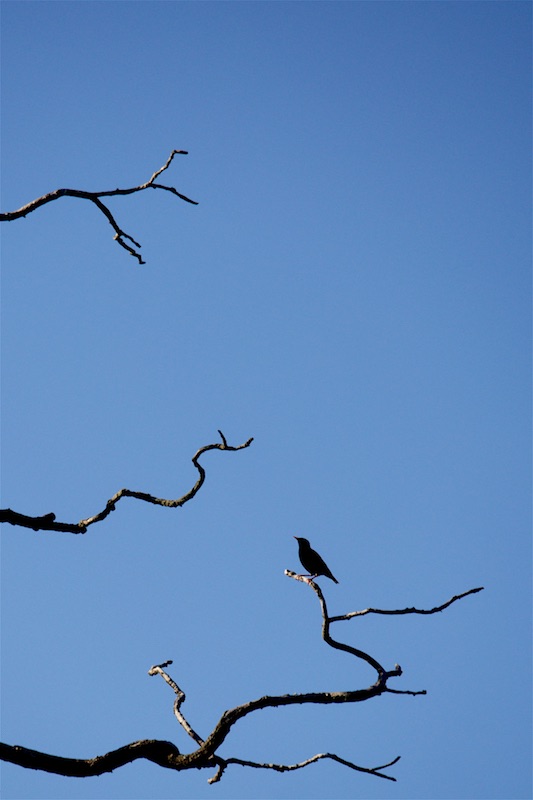 starling silhouette