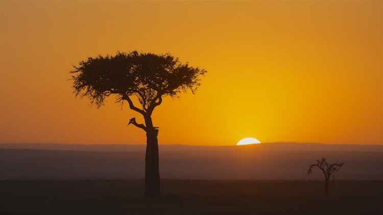 masai mara sunset