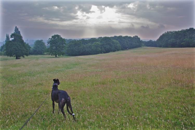 greyhound in london park