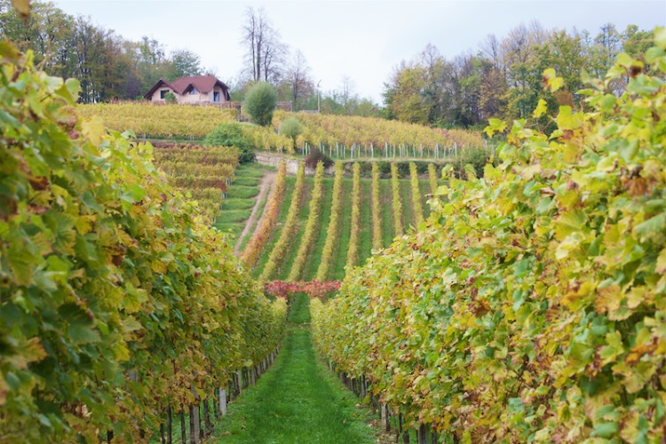 farmhouse & vineyard slovenia