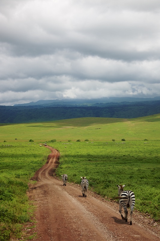 zebras in ngorongoro crater