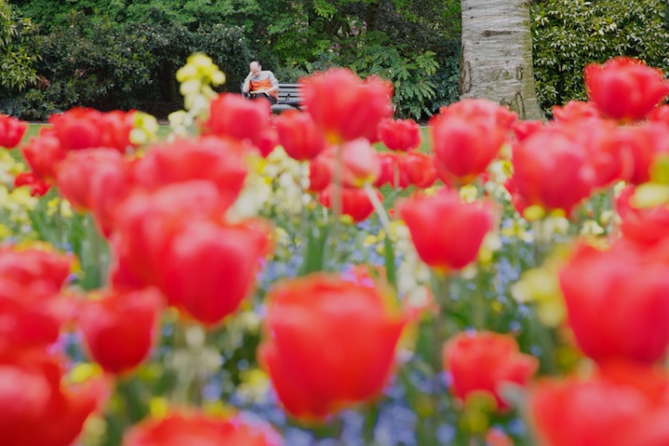 097-man & red tulips london