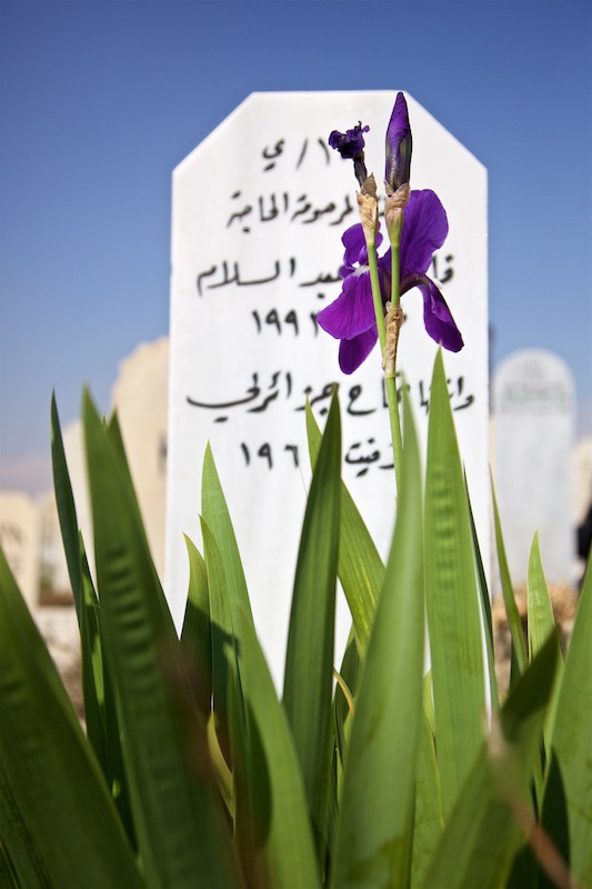 105-iris by gravestone damascus