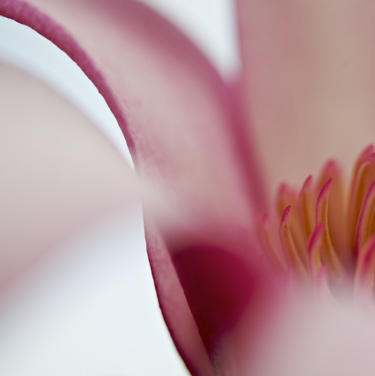 magnolia abstract