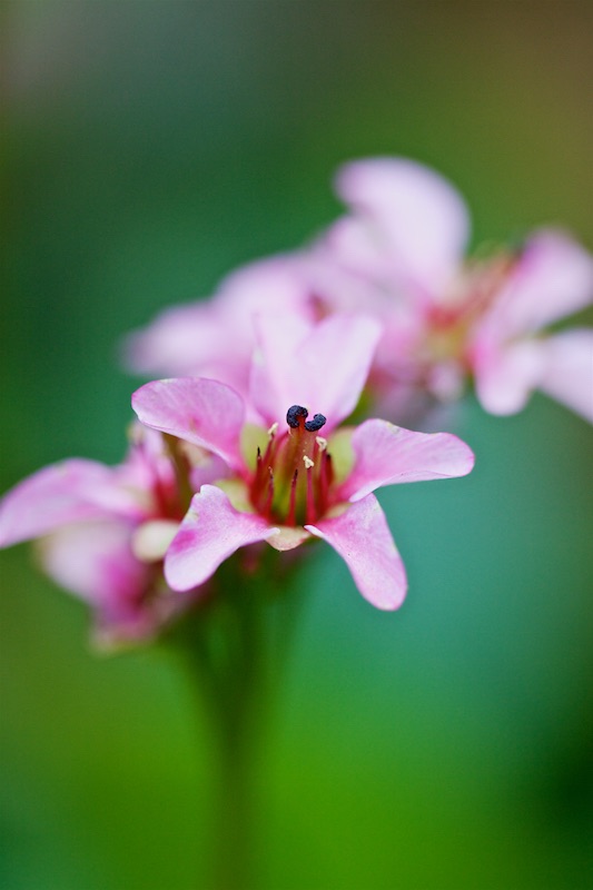 pink bergenia