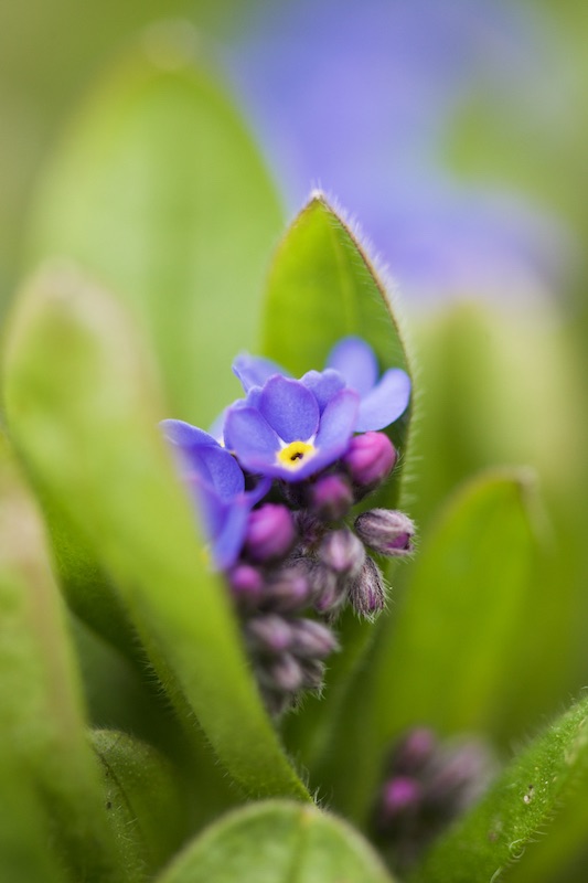 forget-me-not