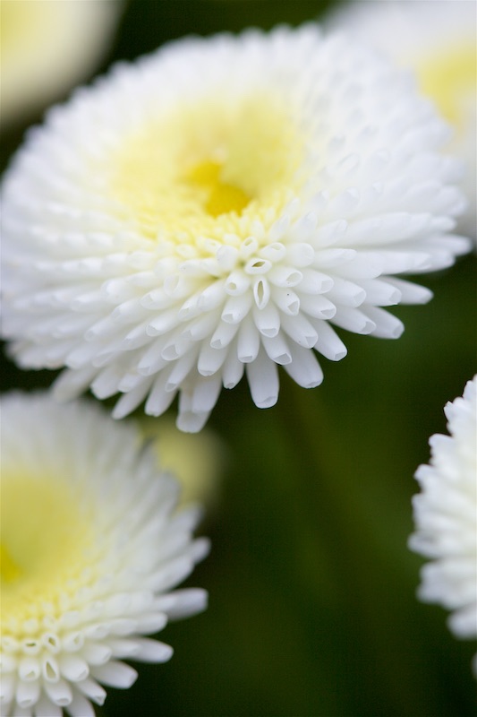 bellis tasso